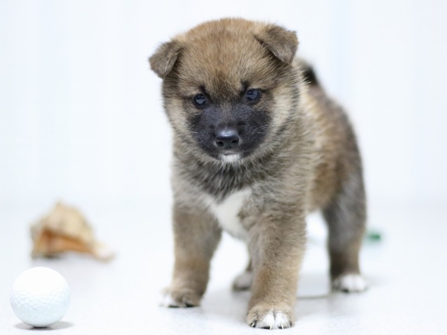 FP5A3176-puupy-shibainu FP5A3176-puupy-shibainu