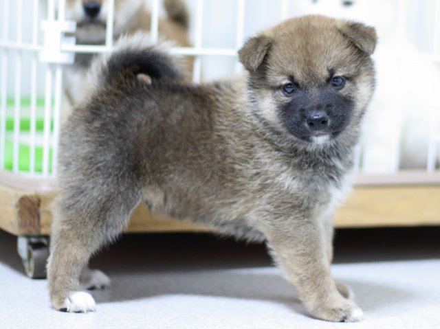 FP5A3186-puupy-shibainu FP5A3186-puupy-shibainu