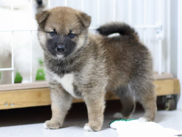 FP5A3188-puupy-shibainu FP5A3188-puupy-shibainu