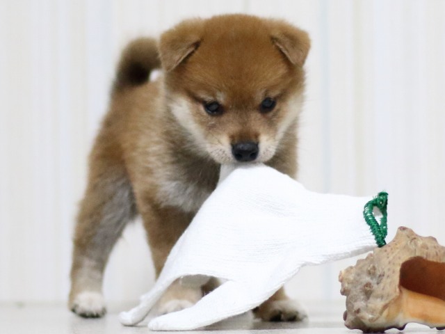 FP5A3201-puupy-shibainu FP5A3201-puupy-shibainu