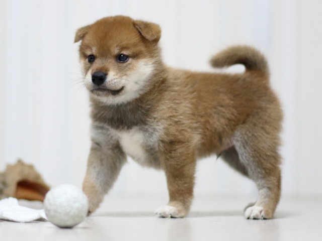 FP5A3205-puupy-shibainu FP5A3205-puupy-shibainu