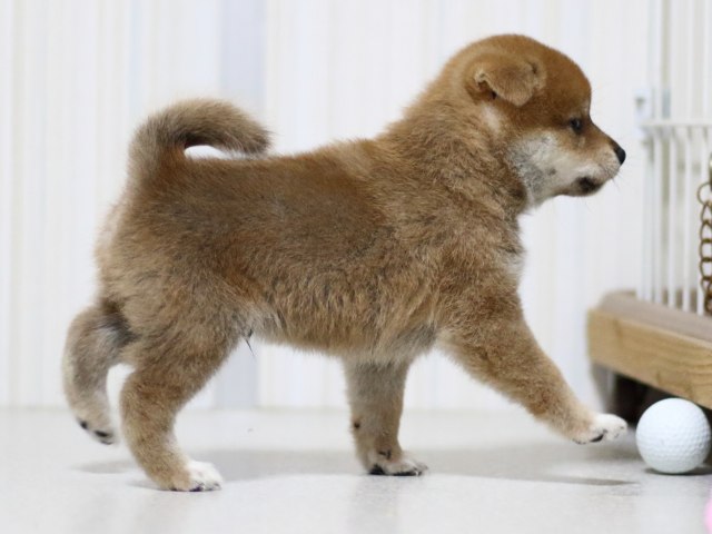 FP5A3233-puupy-shibainu FP5A3233-puupy-shibainu
