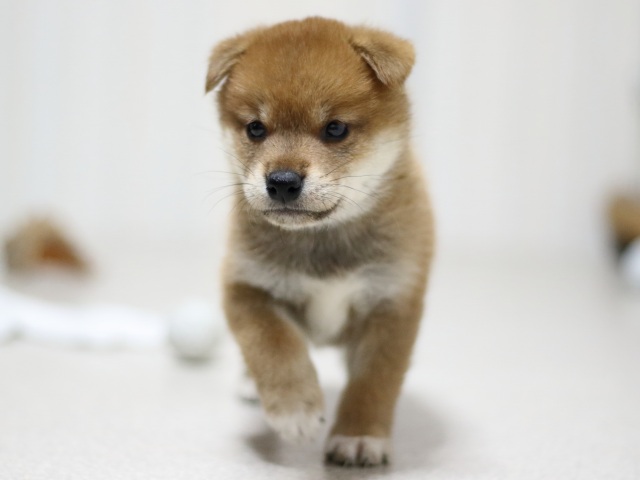 FP5A3238-puupy-shibainu FP5A3238-puupy-shibainu