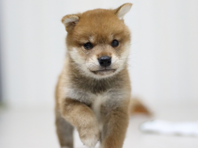 FP5A3244-puupy-shibainu FP5A3244-puupy-shibainu