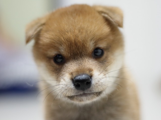 FP5A3256-puupy-shibainu FP5A3256-puupy-shibainu