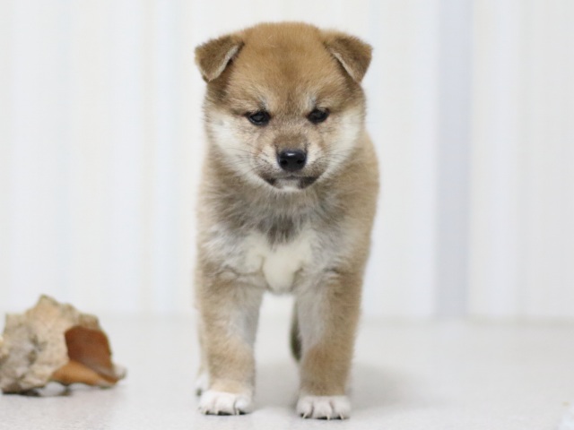 FP5A3276-puupy-shibainu FP5A3276-puupy-shibainu