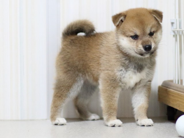 FP5A3283-puupy-shibainu FP5A3283-puupy-shibainu