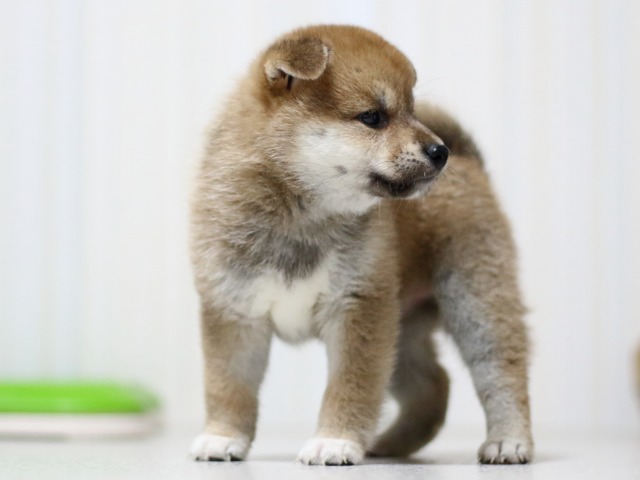 FP5A3304-puupy-shibainu FP5A3304-puupy-shibainu