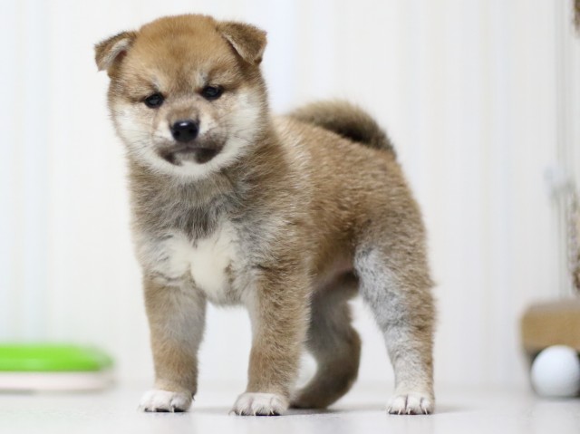 FP5A3312-puupy-shibainu FP5A3312-puupy-shibainu