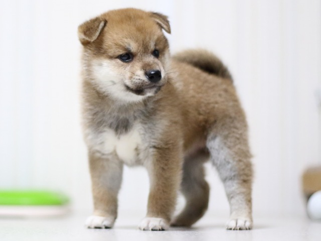 FP5A3325-puupy-shibainu FP5A3325-puupy-shibainu