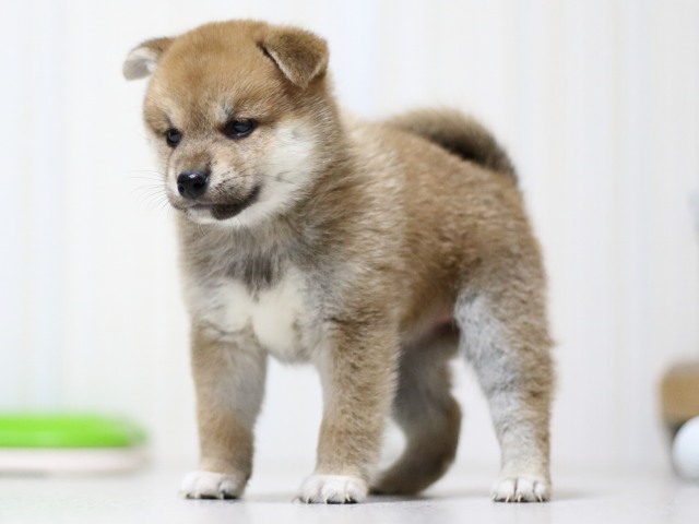 FP5A3330-puupy-shibainu FP5A3330-puupy-shibainu