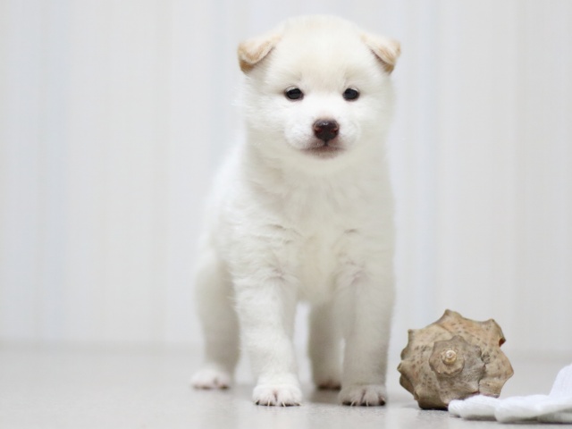 FP5A3342-puupy-shibainu FP5A3342-puupy-shibainu