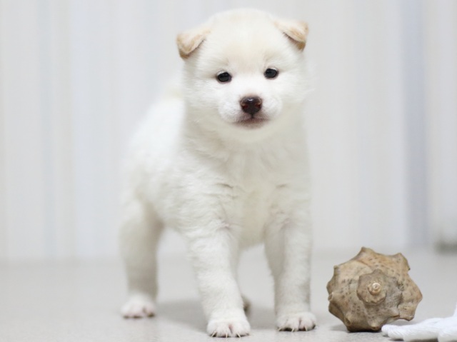 FP5A3346-puupy-shibainu FP5A3346-puupy-shibainu
