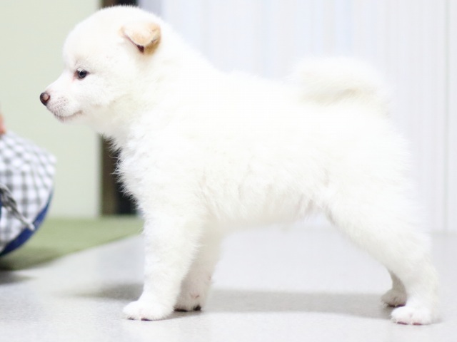 FP5A3357-puupy-shibainu FP5A3357-puupy-shibainu