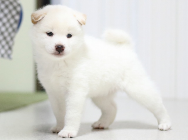 FP5A3358-puupy-shibainu FP5A3358-puupy-shibainu