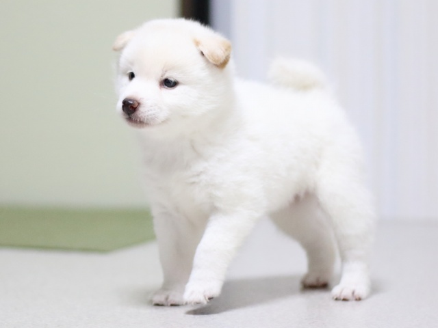 FP5A3361-puupy-shibainu FP5A3361-puupy-shibainu