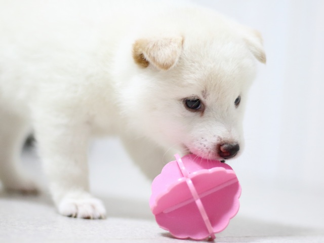 FP5A3363-puupy-shibainu FP5A3363-puupy-shibainu