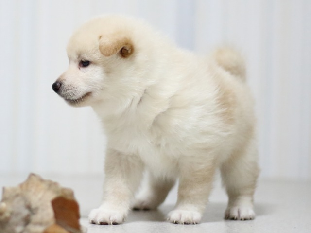 FP5A3381-puupy-shibainu FP5A3381-puupy-shibainu