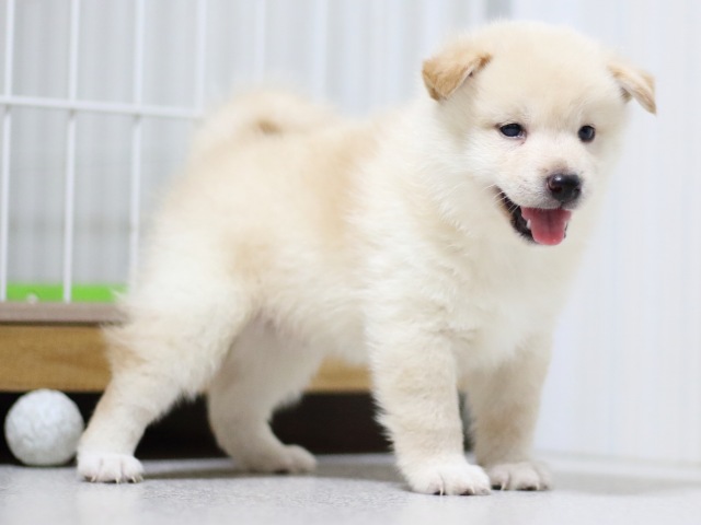 FP5A3387-puupy-shibainu FP5A3387-puupy-shibainu