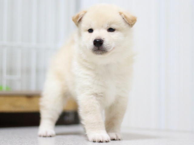 FP5A3396-puupy-shibainu FP5A3396-puupy-shibainu