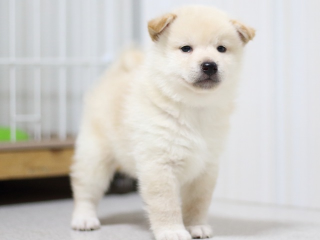 FP5A3399-puupy-shibainu FP5A3399-puupy-shibainu