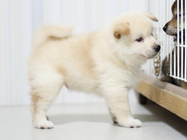 FP5A3407-puupy-shibainu FP5A3407-puupy-shibainu