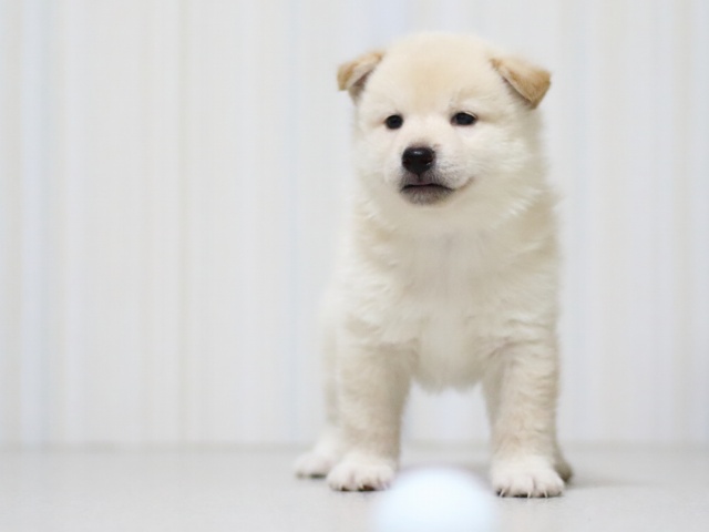 FP5A3413-puupy-shibainu FP5A3413-puupy-shibainu