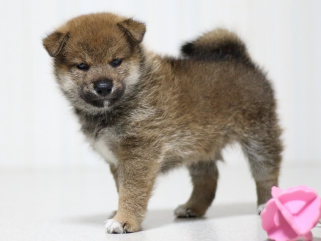 FP5A3427-puupy-shibainu FP5A3427-puupy-shibainu