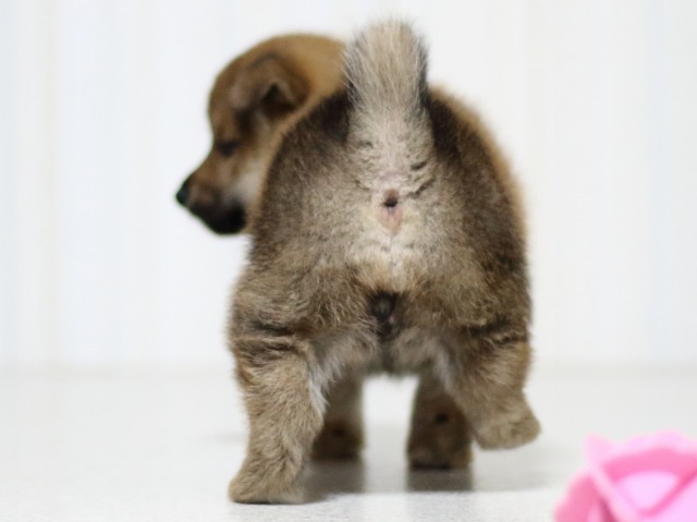 FP5A3428-puupy-shibainu FP5A3428-puupy-shibainu