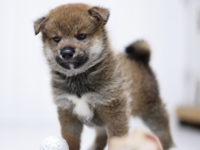 FP5A3459-puupy-shibainu FP5A3459-puupy-shibainu