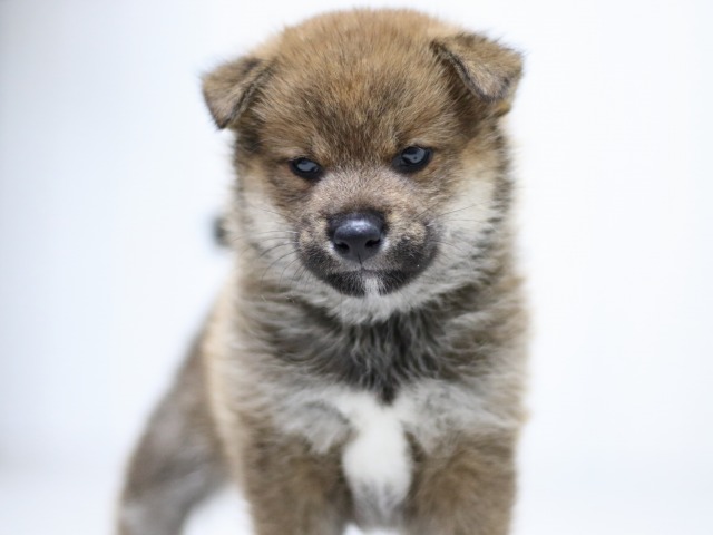 FP5A3470-puupy-shibainu FP5A3470-puupy-shibainu
