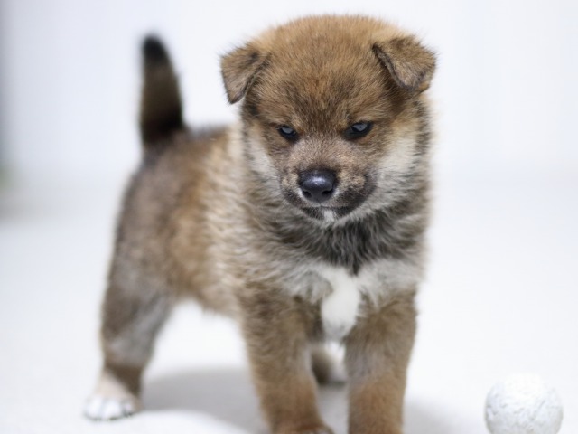 FP5A3472-puupy-shibainu FP5A3472-puupy-shibainu