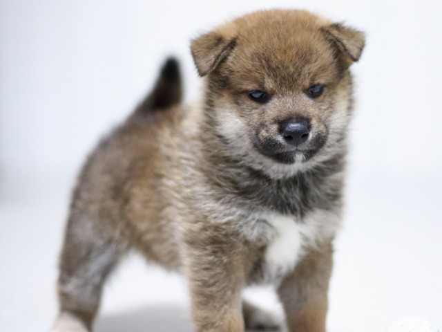 FP5A3473-puupy-shibainu FP5A3473-puupy-shibainu