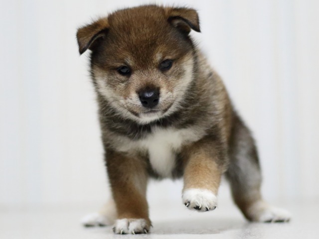 FP5A3489-puupy-shibainu FP5A3489-puupy-shibainu