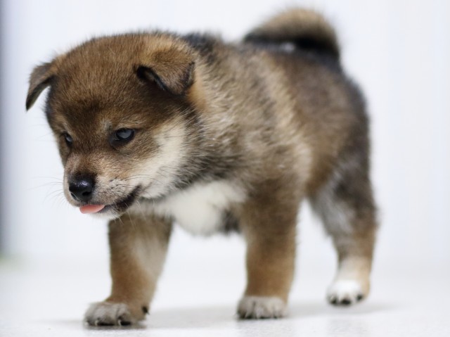 FP5A3494-puupy-shibainu FP5A3494-puupy-shibainu