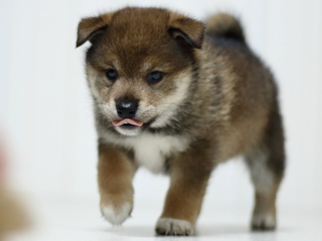 FP5A3499-puupy-shibainu FP5A3499-puupy-shibainu