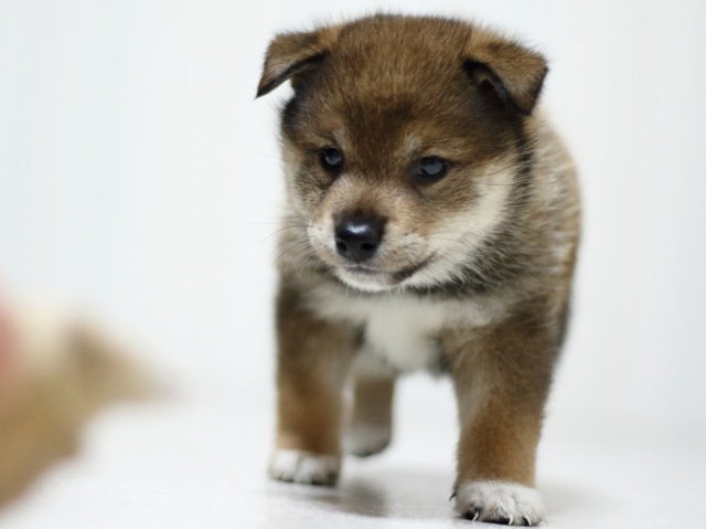 FP5A3506-puupy-shibainu FP5A3506-puupy-shibainu