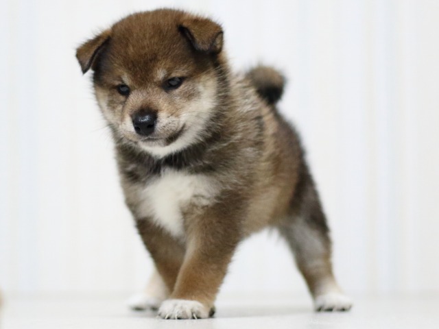 FP5A3523-puupy-shibainu FP5A3523-puupy-shibainu