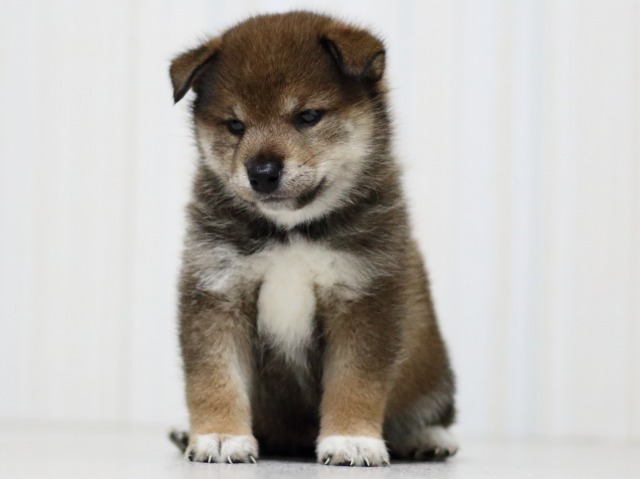FP5A3529-puupy-shibainu FP5A3529-puupy-shibainu