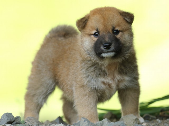 FP5A3800-puupy-shibainu FP5A3800-puupy-shibainu