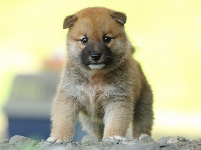 FP5A3810-puupy-shibainu FP5A3810-puupy-shibainu