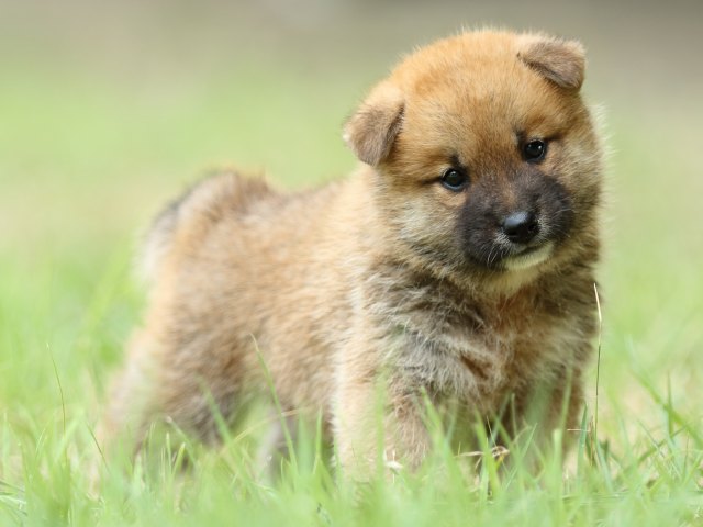 FP5A3853-puupy-shibainu FP5A3853-puupy-shibainu