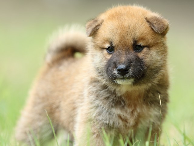 FP5A3860-puupy-shibainu FP5A3860-puupy-shibainu