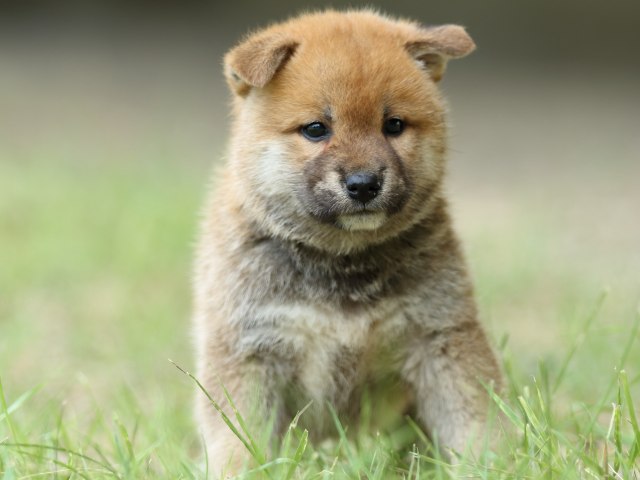 FP5A3892-puupy-shibainu FP5A3892-puupy-shibainu