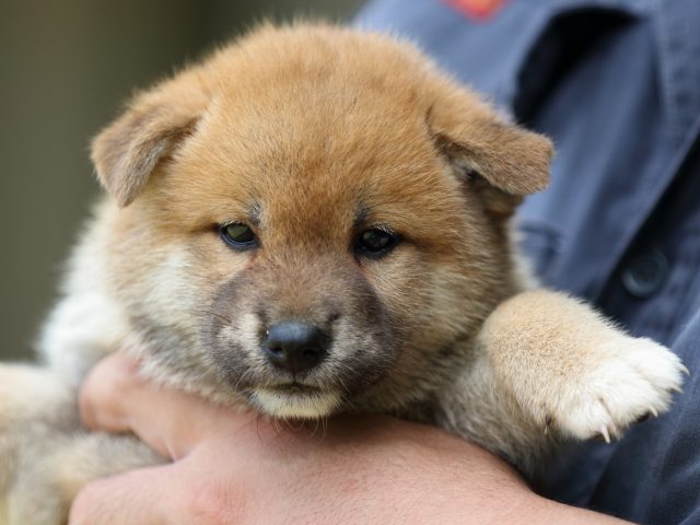 FP5A3915-puupy-shibainu FP5A3915-puupy-shibainu