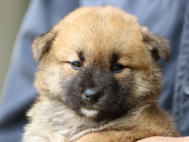 FP5A3923-puupy-shibainu FP5A3923-puupy-shibainu