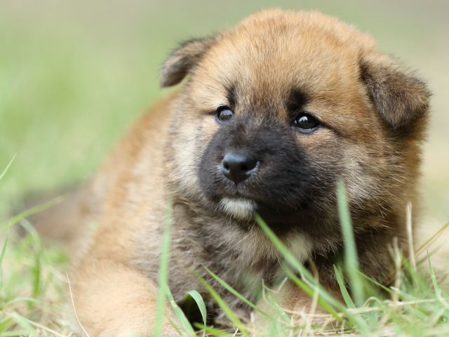 FP5A3938-puupy-shibainu FP5A3938-puupy-shibainu