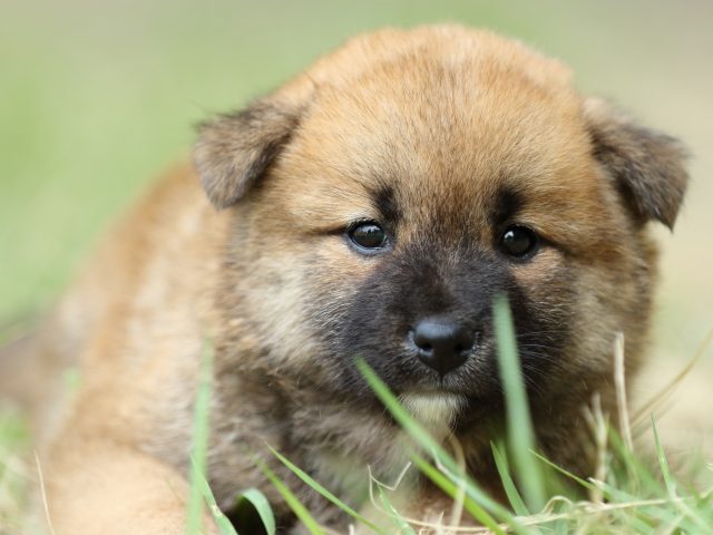 FP5A3945-puupy-shibainu FP5A3945-puupy-shibainu