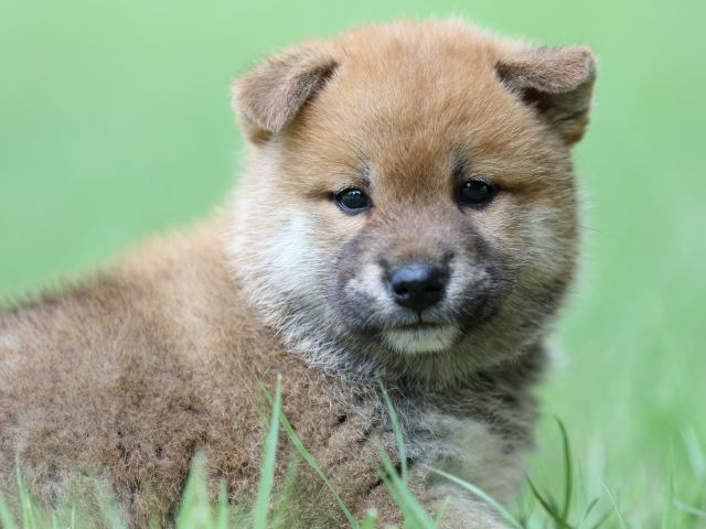 FP5A3963-puupy-shibainu FP5A3963-puupy-shibainu
