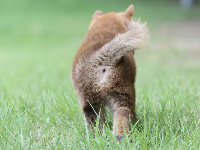 FP5A3992-puupy-shibainu FP5A3992-puupy-shibainu